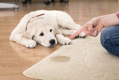 Pet Stain Removal