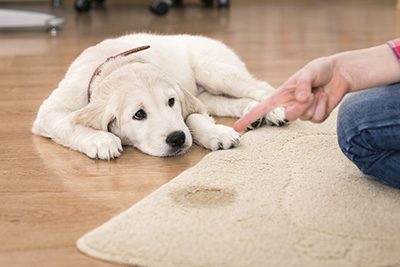 Are Carpets Dangerous?